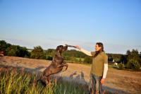 /album/fotogalerie-unsere-blauen-edeldoggen1/doggen-crew-057-jpg/